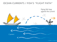 ocean currents fishs flightpath